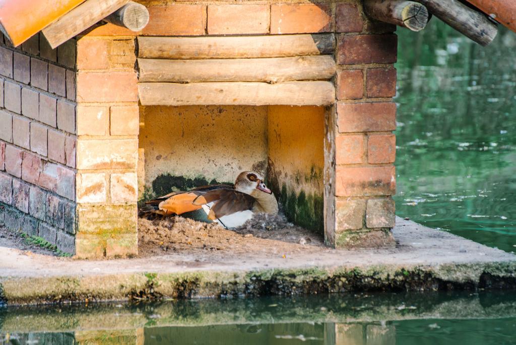 Pousada Tucano Do Cuiaba Itaipava Екстер'єр фото